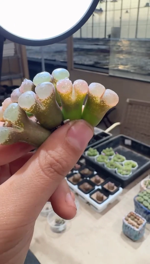 24多肉植物肉锥粉雾糖霜杂交风铃一颗