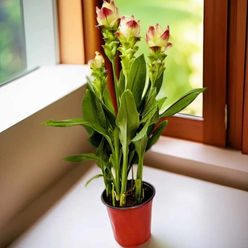 诚韵姜荷花盆栽（香槟色）带花苞耐热鲜花植物客厅四季开花绿植花卉