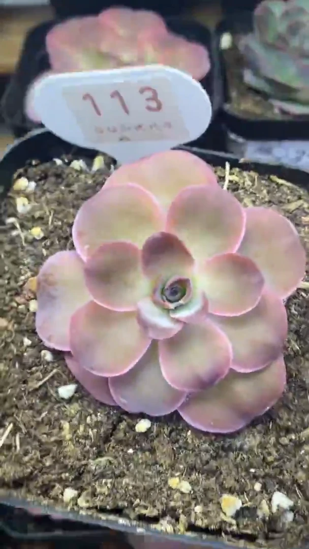 楹楹山地玫瑰/113/4cm