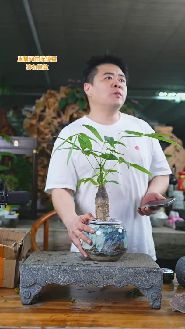 当前无花栽培后可以开花发财树541T