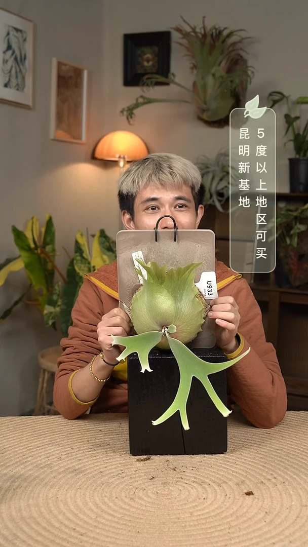 不开花植物U933-蓝精灵 pn月光混播