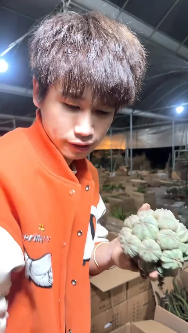 3头起 星兜【带根】