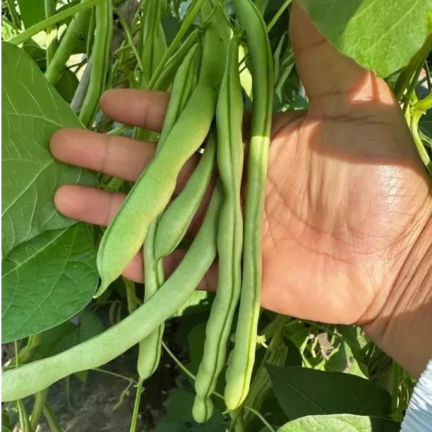新鲜现摘湖南湘西高山新鲜四季豆 无筋