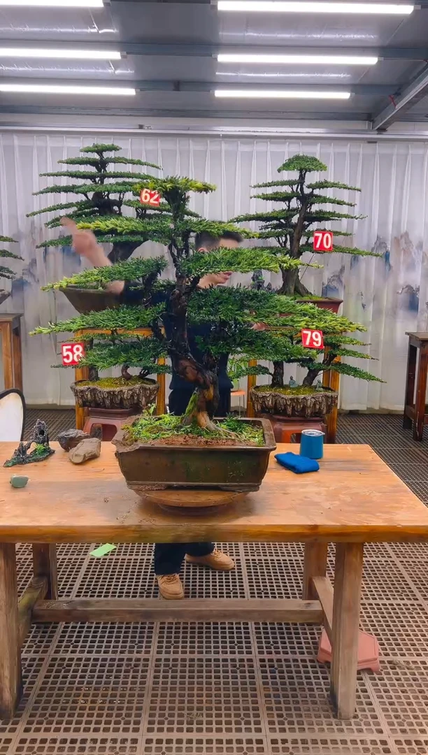 无花朵用****9精品盆景直播间一物一拍