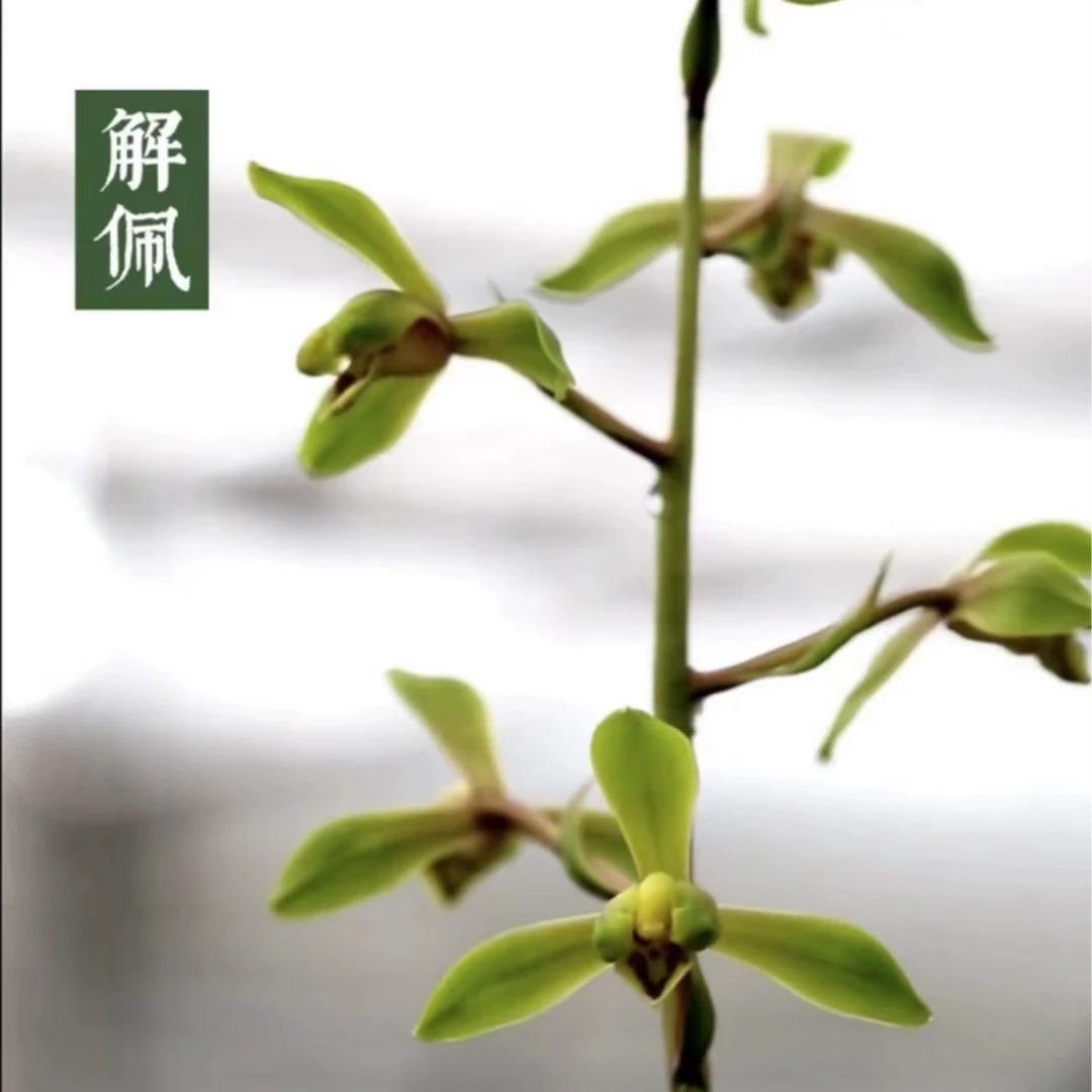 年货节——蕙兰《解佩》