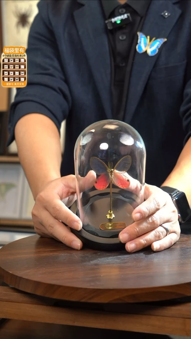 玫瑰绡眼蝶小号玻璃罩