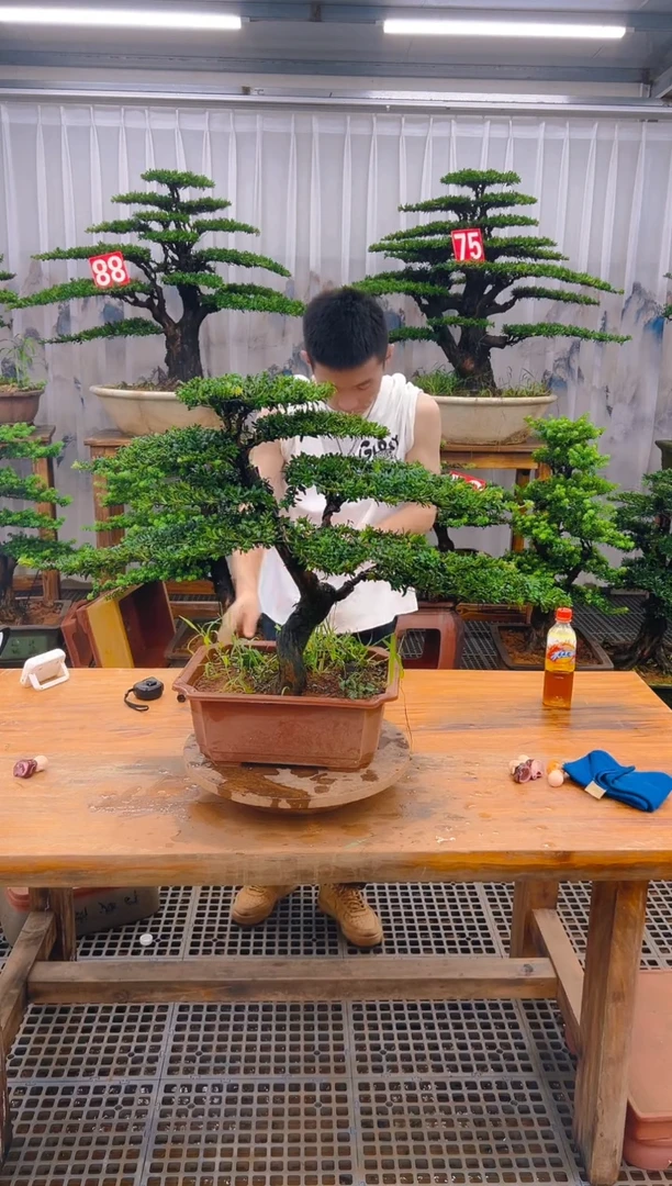 无花朵军*精品盆景直播间一物一拍
