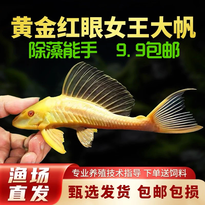 渔场直销黄金红眼女王大帆鱼清道夫鱼女皇工具鱼异型鱼热带观赏鱼