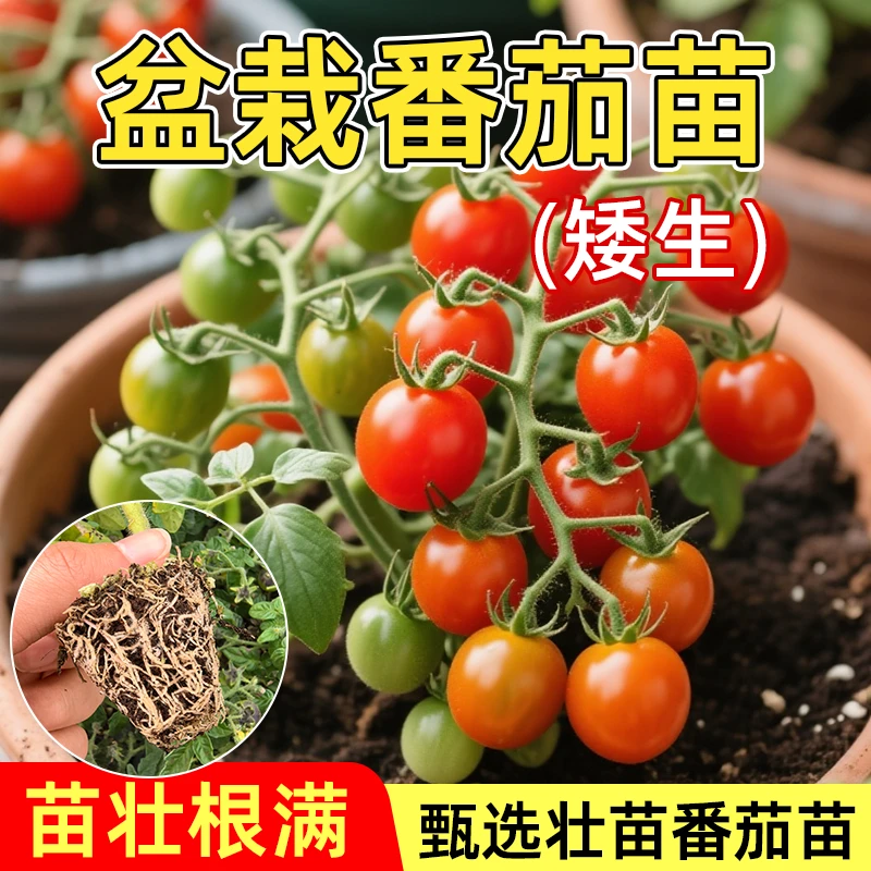 寿光红黄黑矮生盆栽小樱桃番茄苗秧盆栽西红柿圣女果种子四季种植