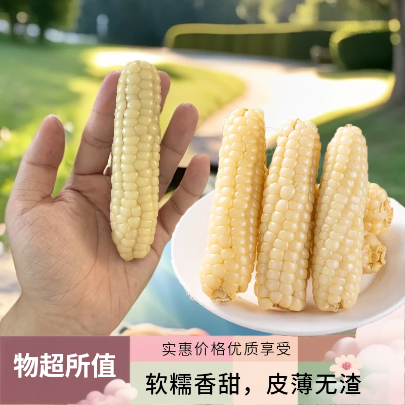 【拇指小玉米】版纳老品种新鲜真空即食代餐营养软糯香甜【TG】