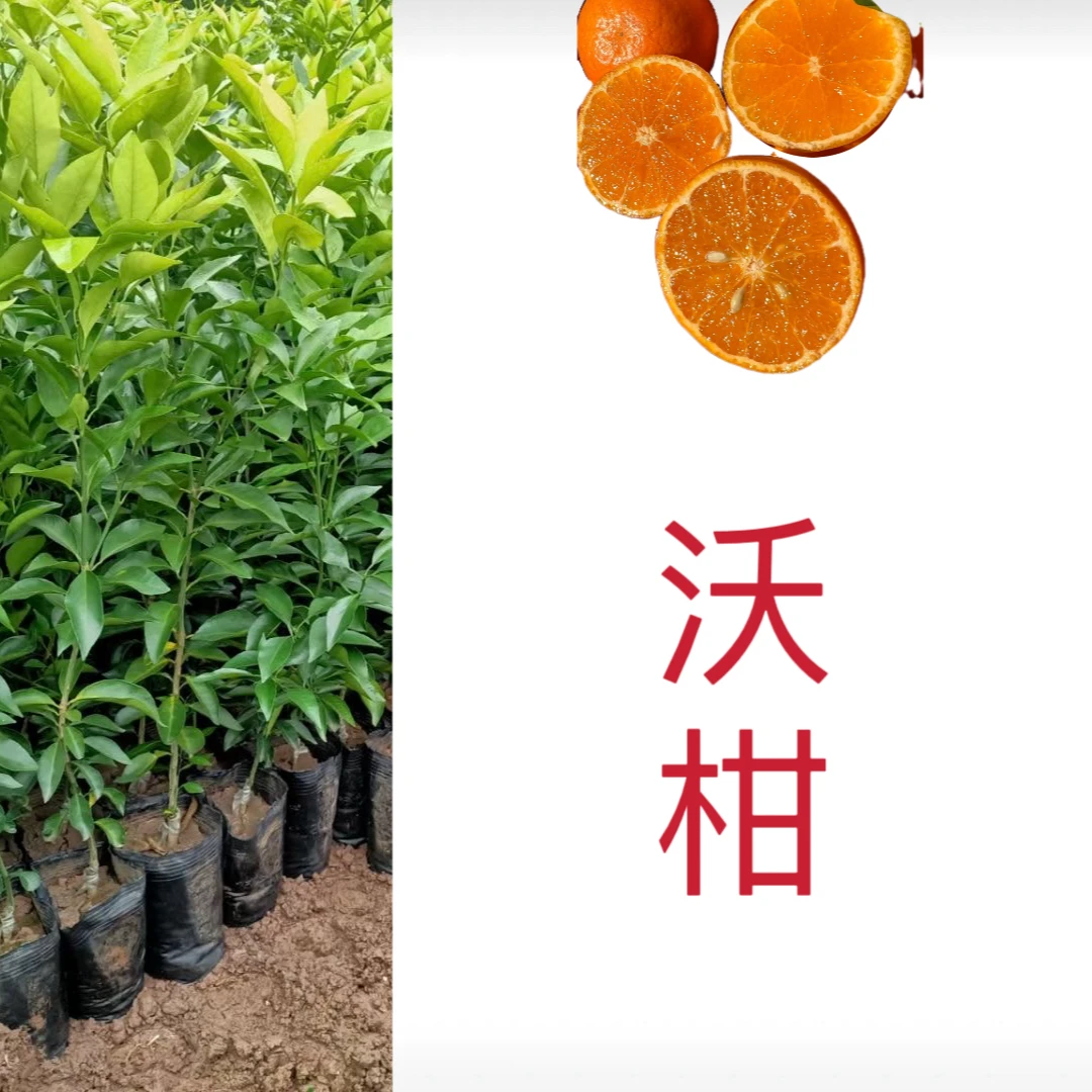 【沃柑】无纺布原杯原土盆栽地栽苗