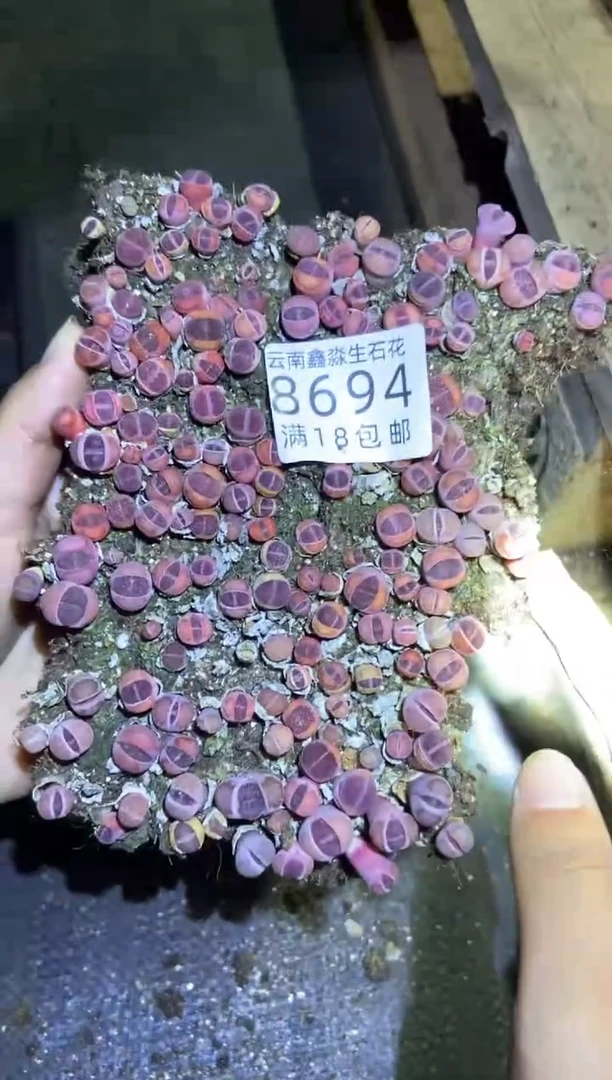 【闪购商品】8694紫色混合切糕个头小微瑕