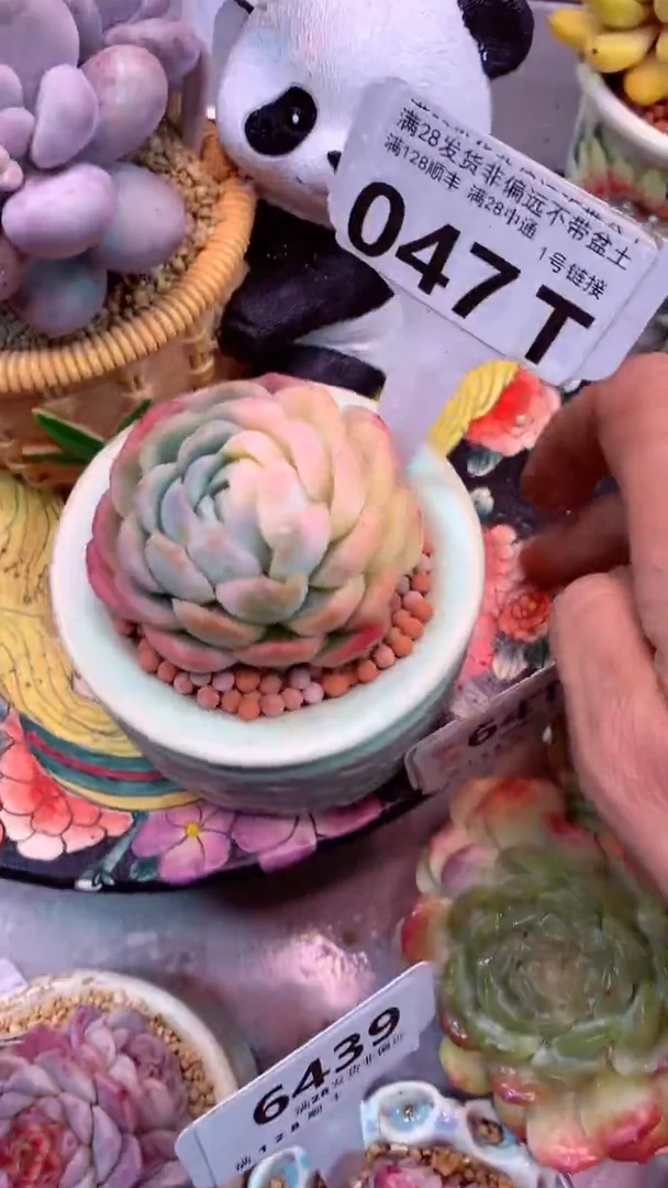 047T（一物一拍，精品多肉，w所见即所得 ）贝瑞锦