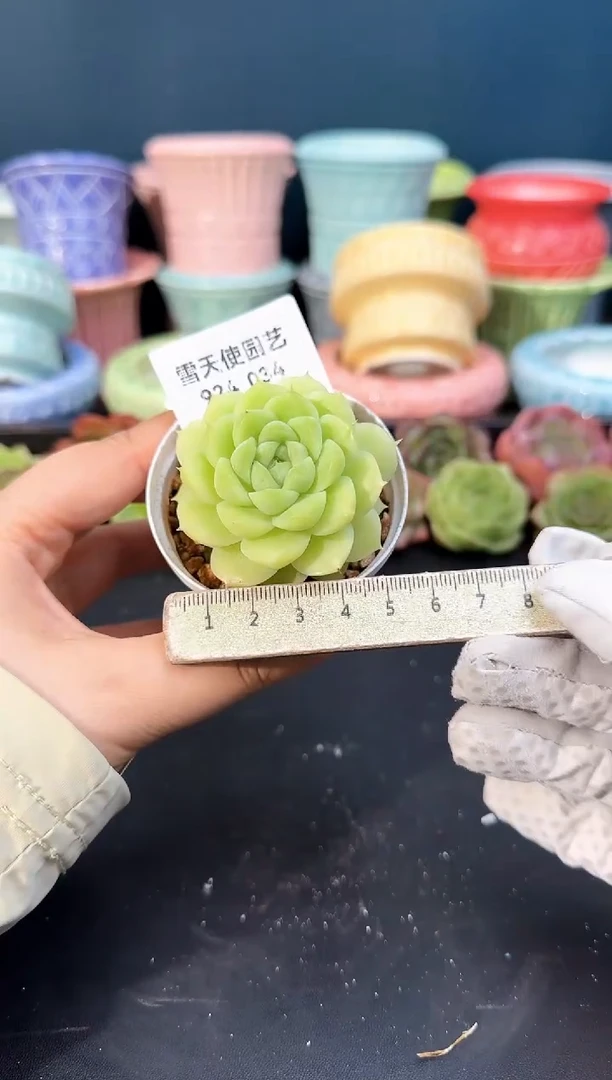 924-034青山（冠幅5cm）