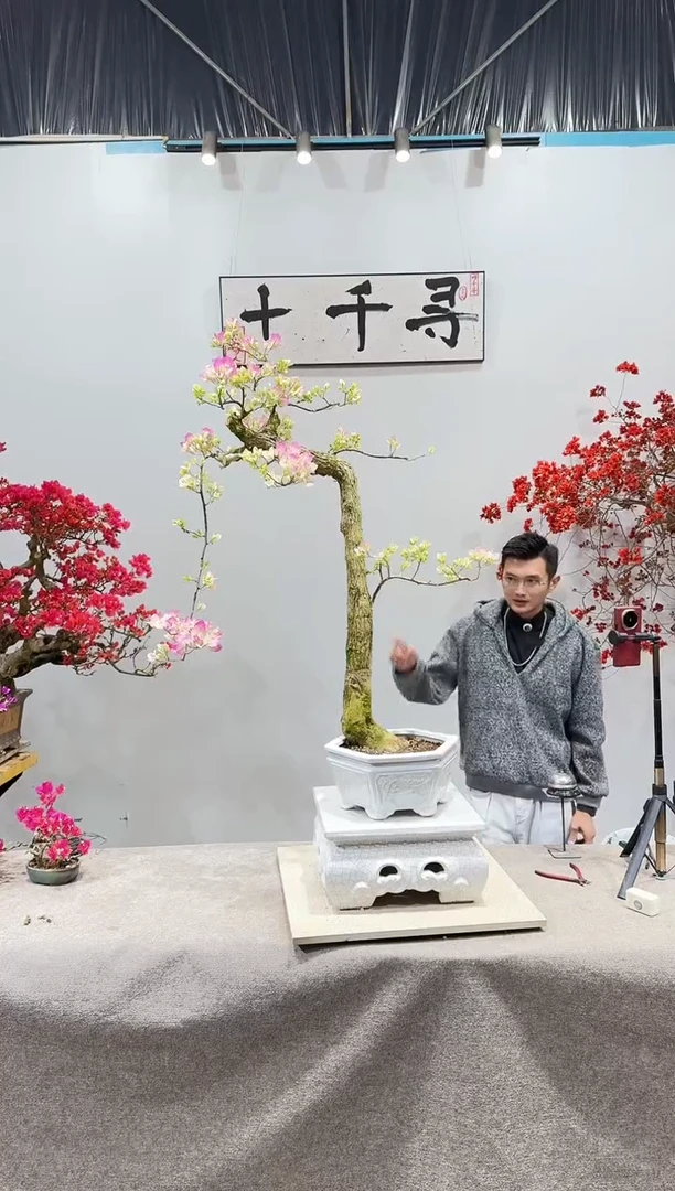 完全开放漳红缨三角梅