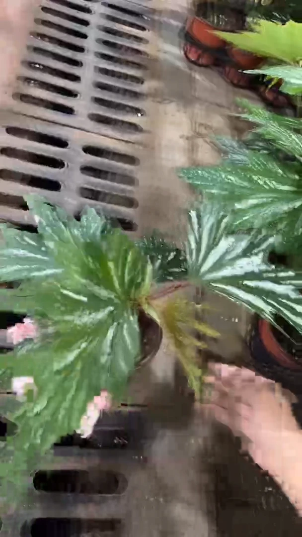 完全开放两单包邮。小盆乌头杂