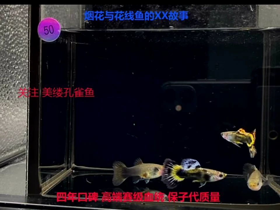 孔雀鱼彩球基因鱼福利2对