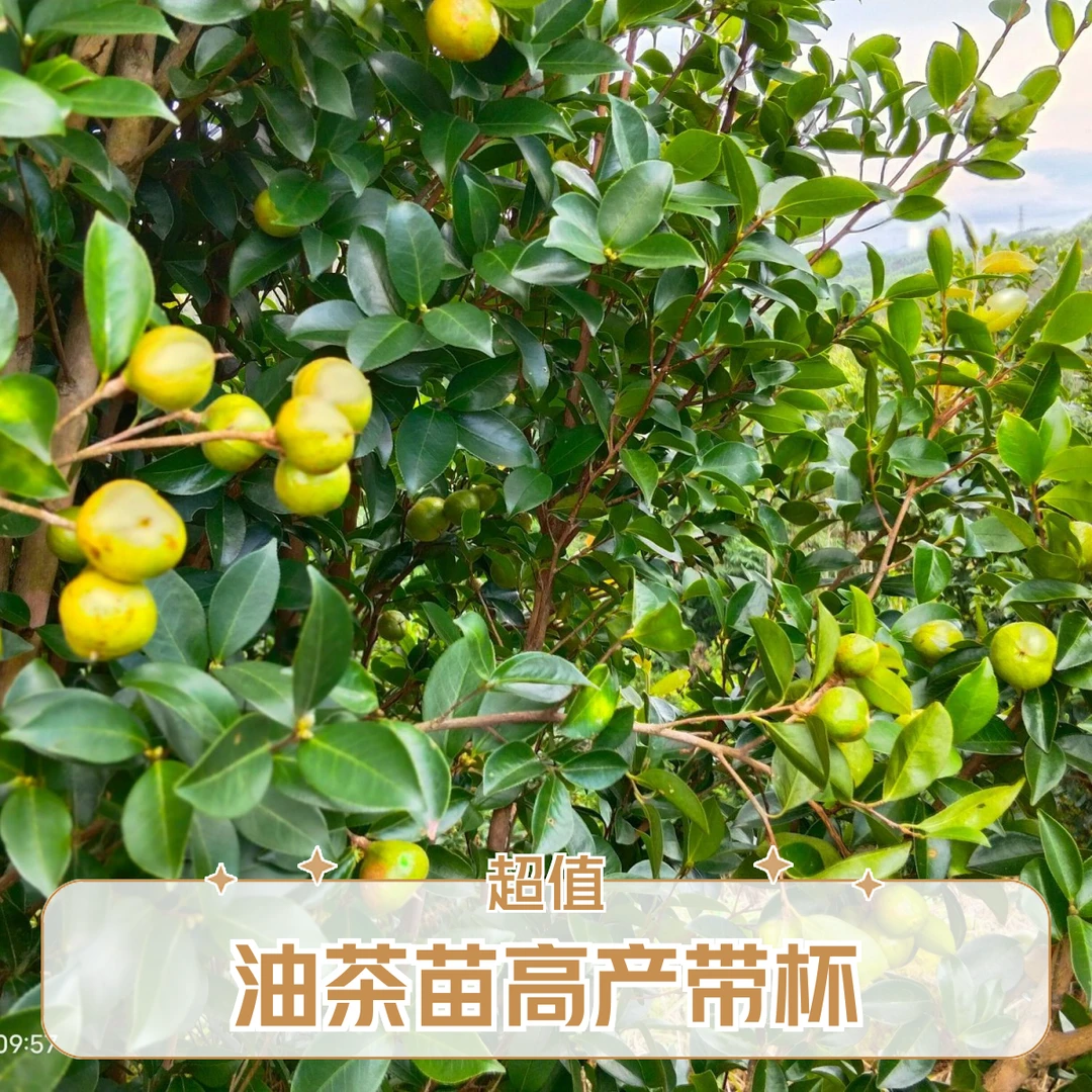 20 棵 香花油茶广西直发高产油茶苗带营养杯