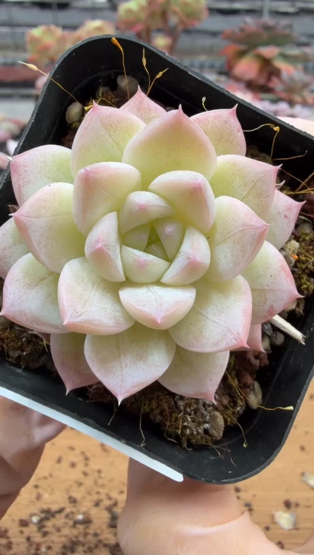 东云多肉园三店-62