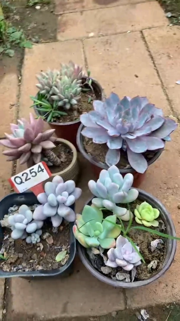 Q254多肉组合默认脱土发货