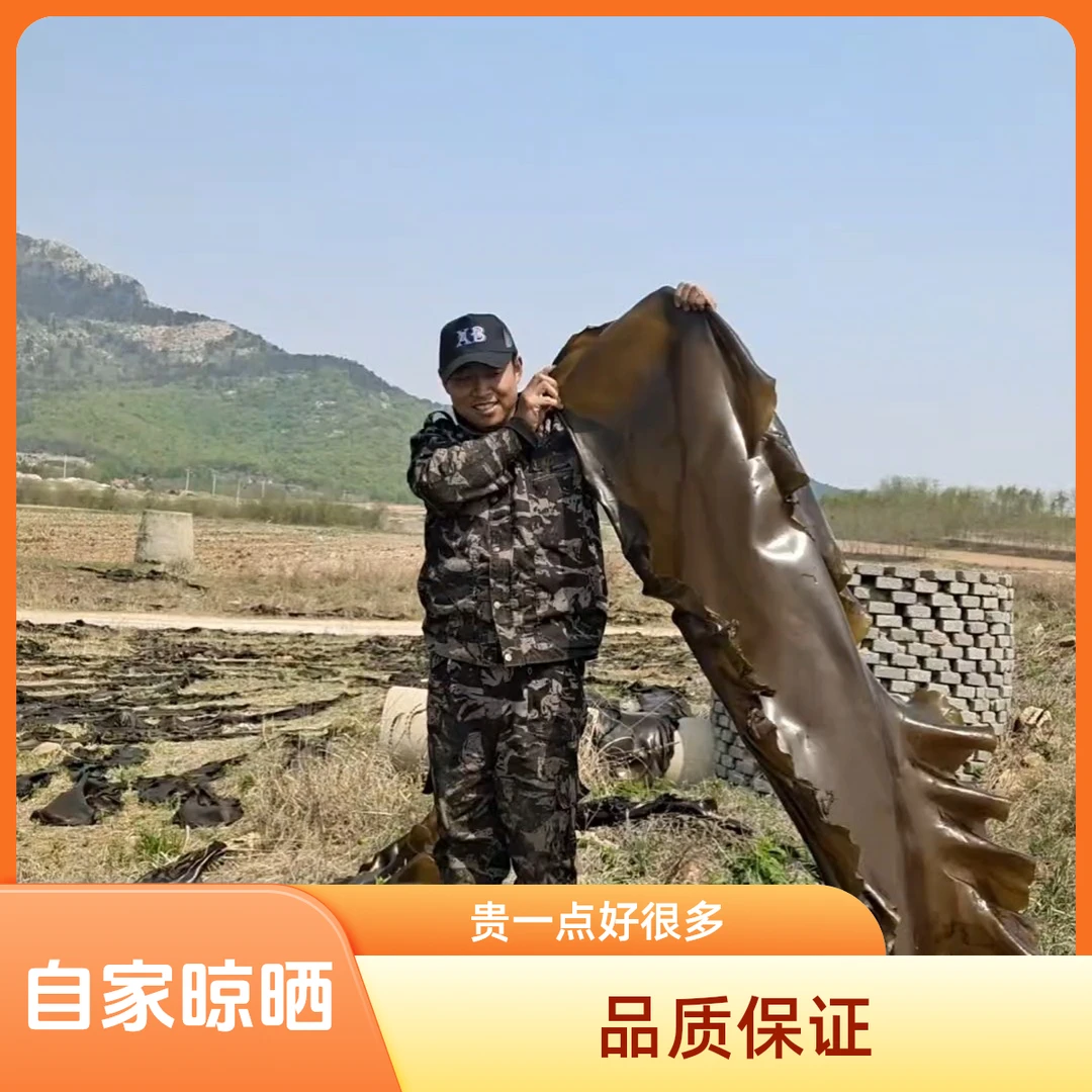 自家晾晒整颗散装干海带 肉厚叶宽 品质保证 两斤装