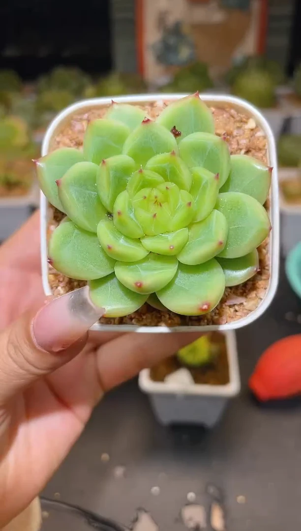 050新珍妮一物一拍