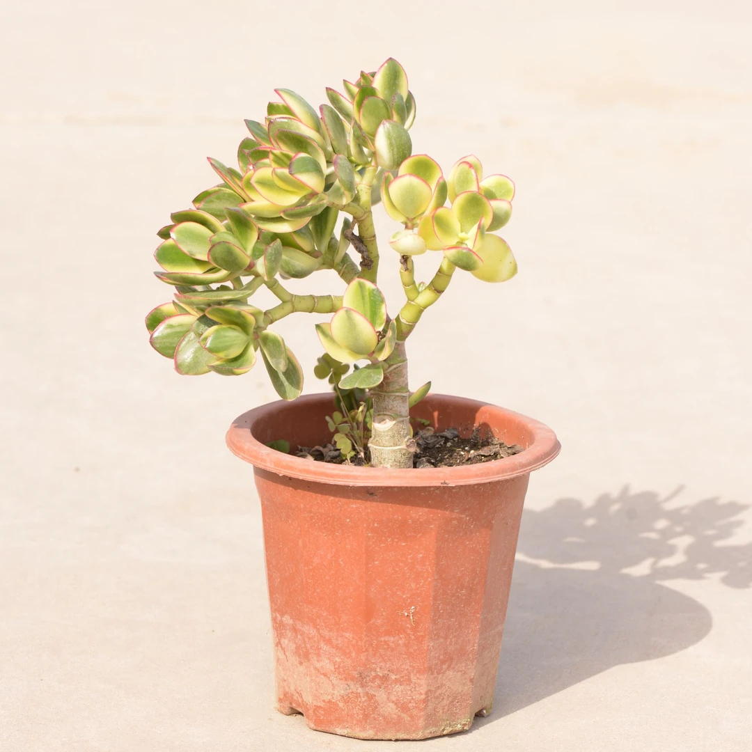 直播间专属新花月锦多肉植物农场自发全场满28包邮（不够请凑单）