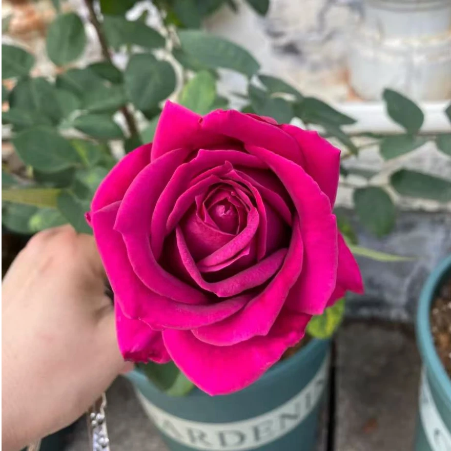 【悠久的约定】紫色浓香型大切花玫瑰月季花苗