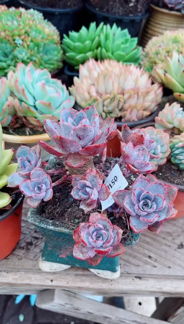 05102多肉植物一物一拍