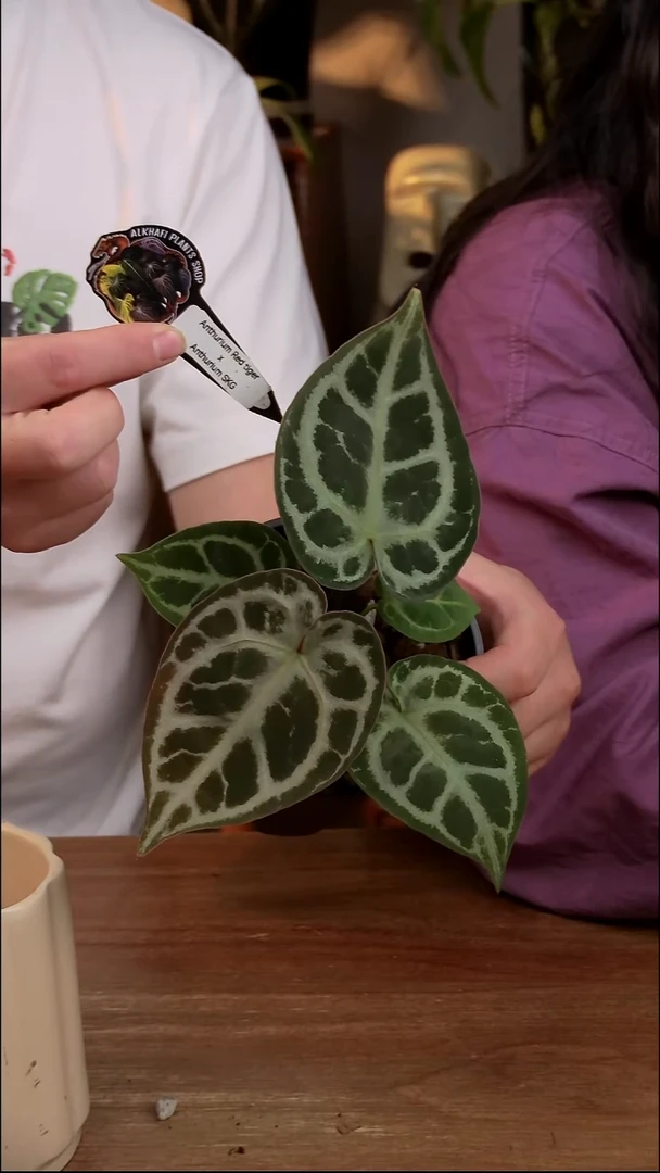 不开花植物梅里雪山（红虎xSKG银）