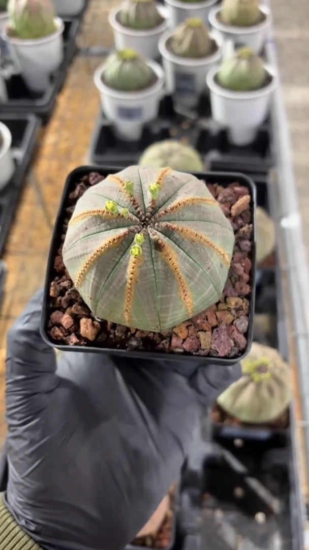 布纹球大戟FC-9361