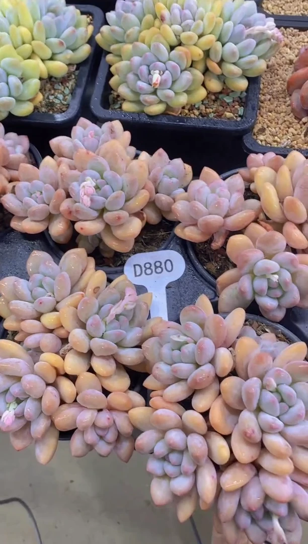 【闪购商品】D880-香水5头老桩