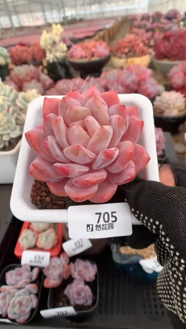 705雪天使一物一拍多肉植物