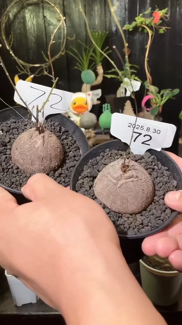 72号830福利南非龟甲龙买1个送1个