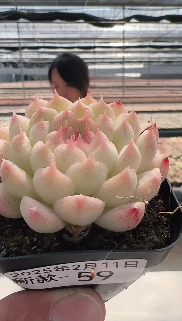 【闪购商品】新款多肉-59