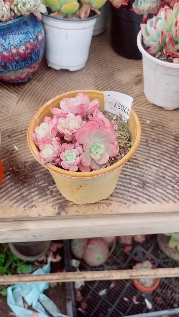 跃跃精品多肉17057