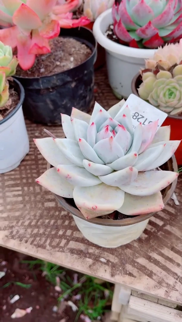 晓*跃跃精品多肉25128