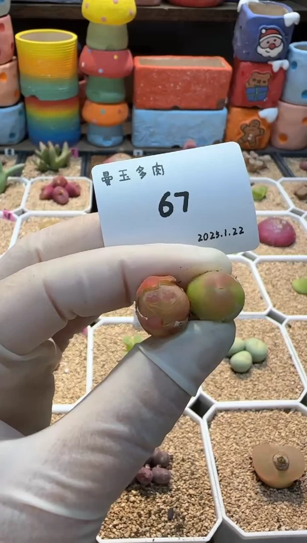 【闪购商品】25.1.22-67张