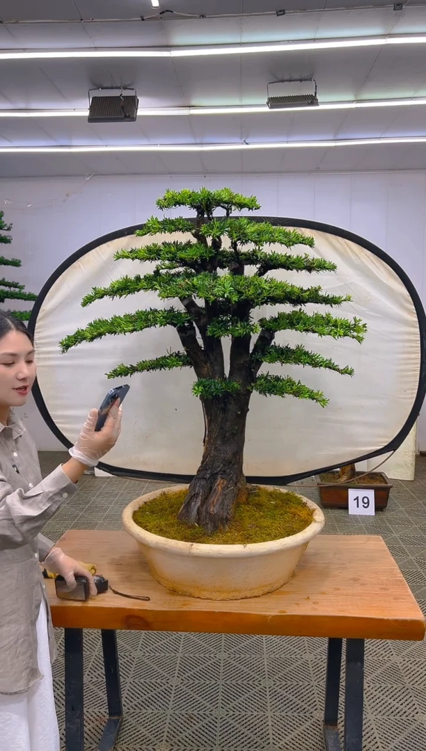 无花朵一物一拍一物一拍