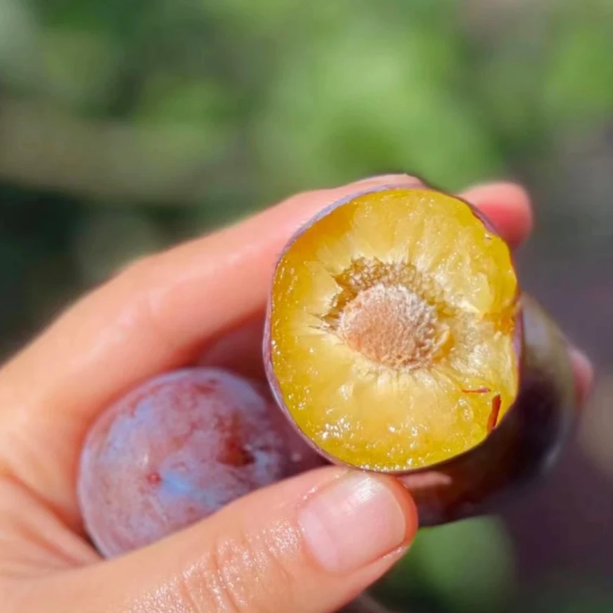 【四川脱骨李子】应季脆李脱骨李正宗脆红李子新鲜水果脆甜