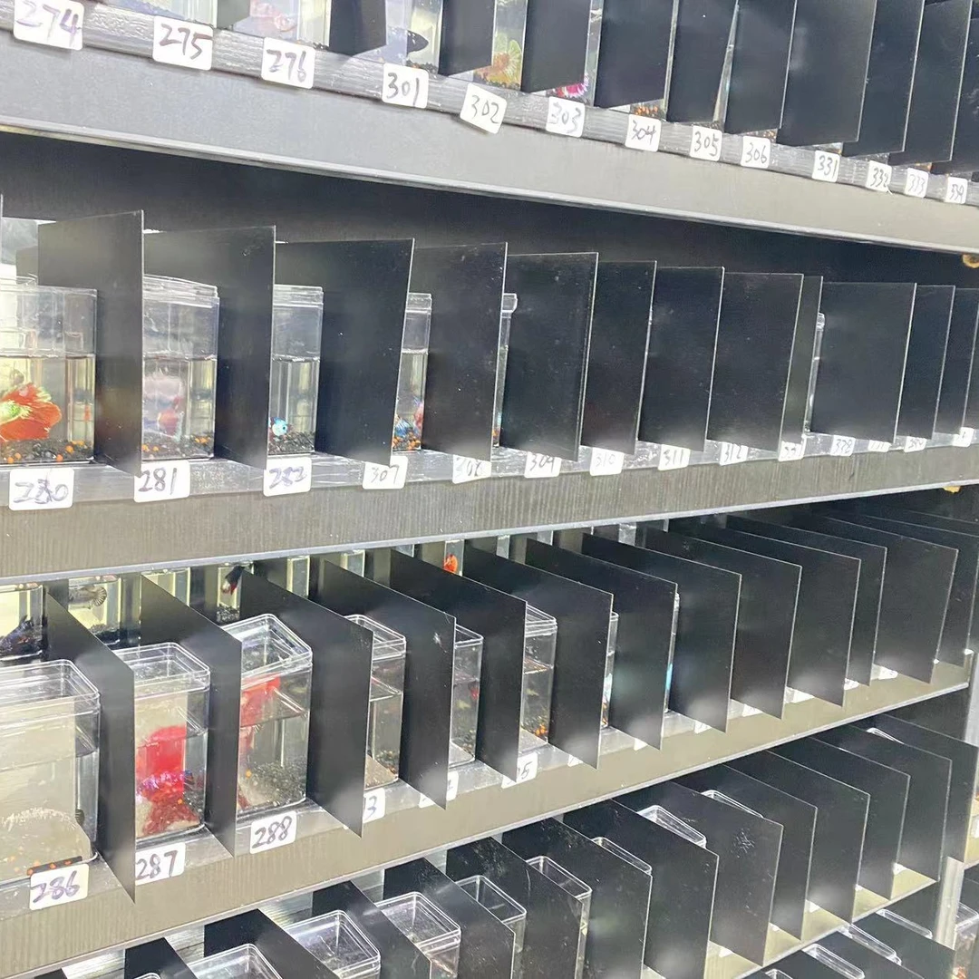 泰国斗鱼专用小型鱼缸黑色挡板防止视觉疲劳没状态