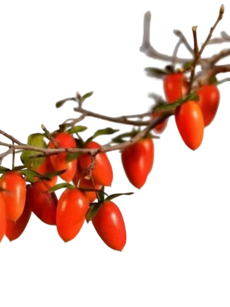 老鸦柿金弹子素材客厅老鸦柿盆景柿子庭院茶几盆景老鸦柿盆景庭院