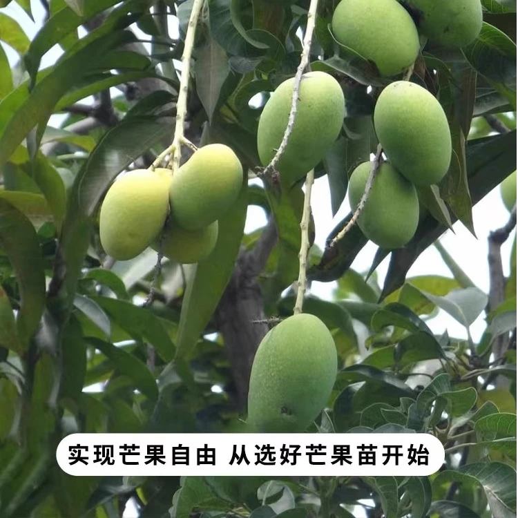芒果树苗四季结金煌芒桂七嫁接优质特大果树果苗南方种植盆栽庭院