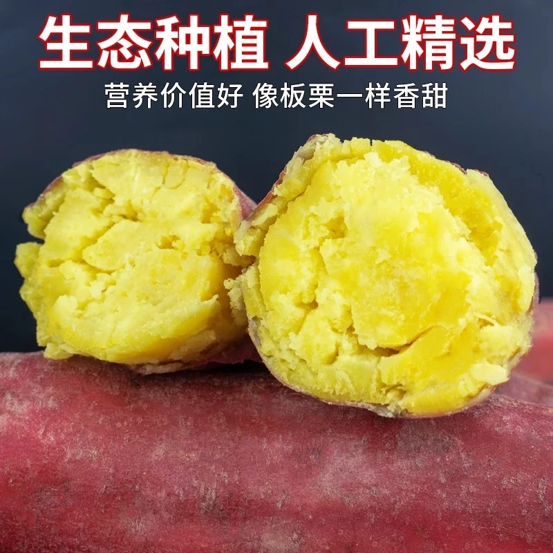 【买3斤送2斤到手5斤】新鲜现挖沙地红皮黄心沙地红薯粉糯香甜