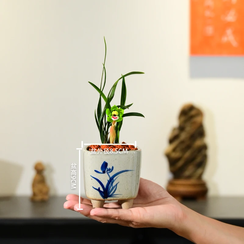 0519春兰绿云兰花浓香型花卉绿植盆栽室内客厅桌面紫砂不带花苞