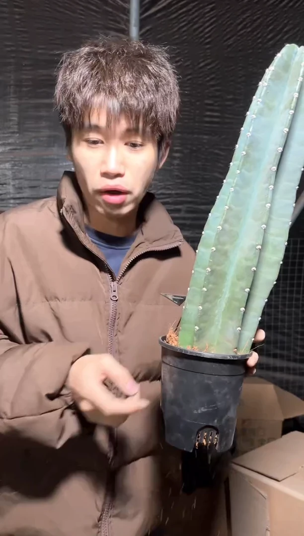 【带盆土】20cm+ 量天尺