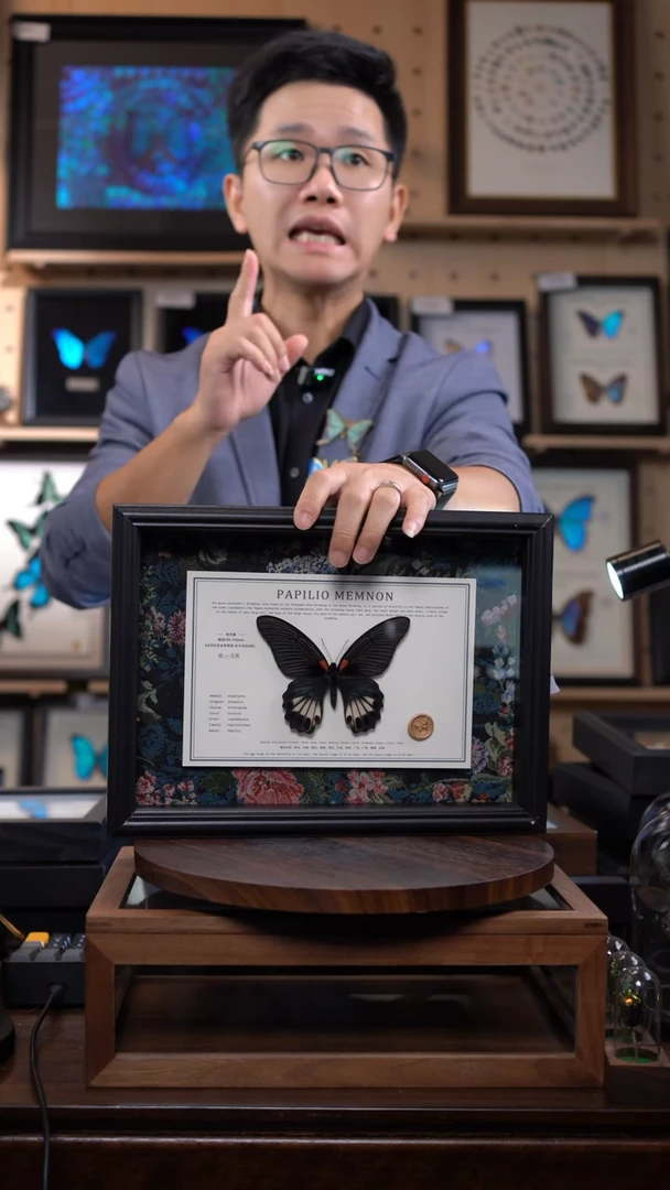 美凤蝶A4横框布艺款无尾