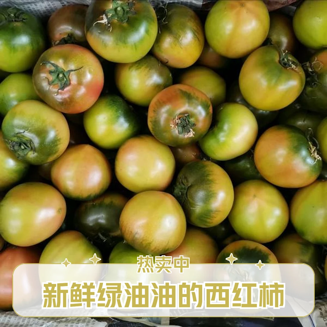 碱地西红柿草莓西红柿山东省