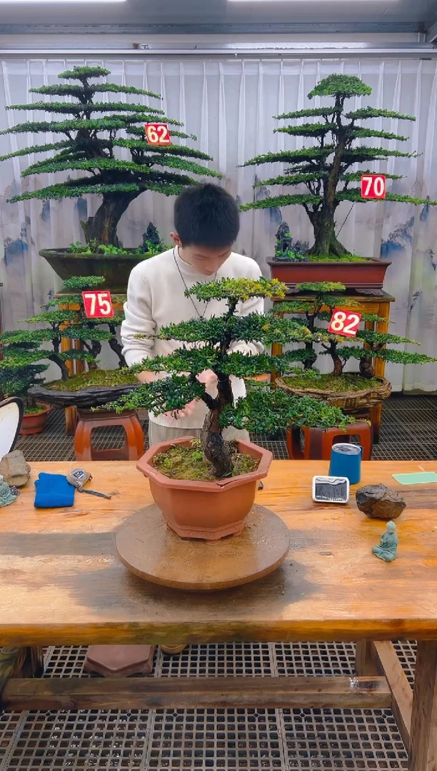 无花朵精品盆景直播间一物一拍