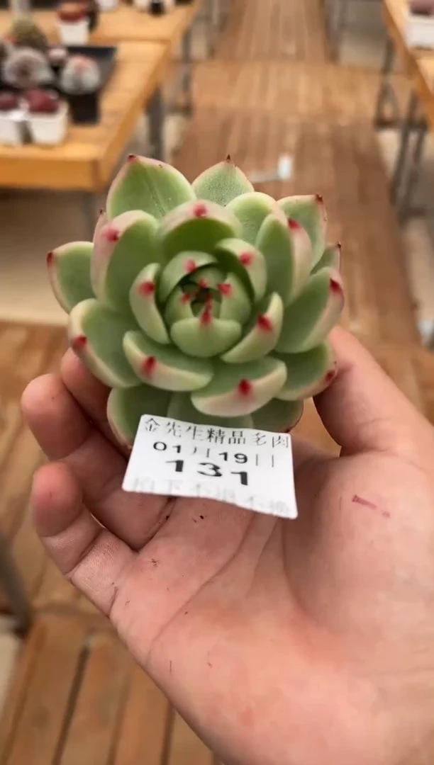 【闪购商品】0119-131超级蓝龙单头